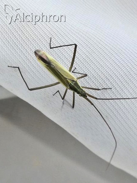 Megaloceroea recticornis