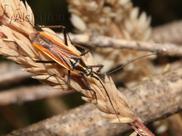 Leptopterna dolabrata