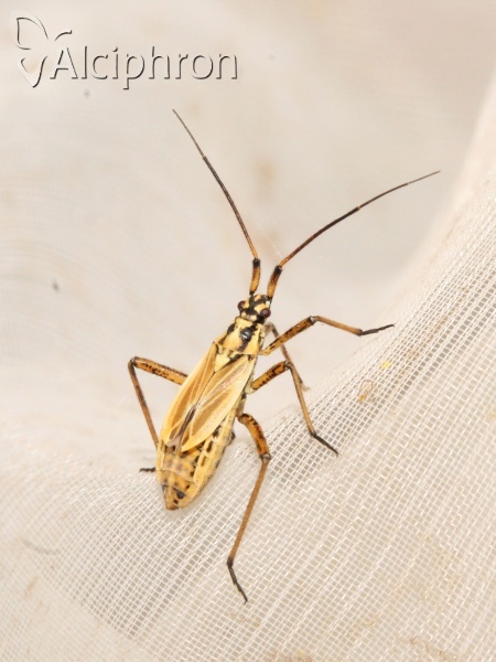Leptopterna dolabrata