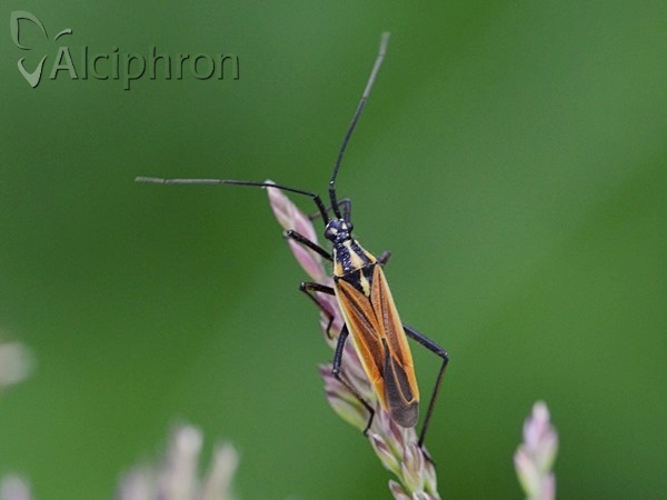 Leptopterna dolabrata