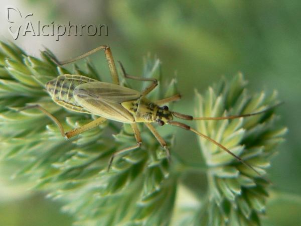 Leptopterna dolabrata