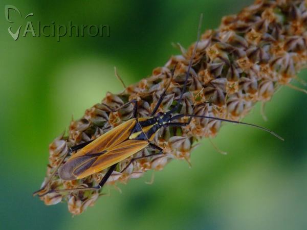 Leptopterna dolabrata