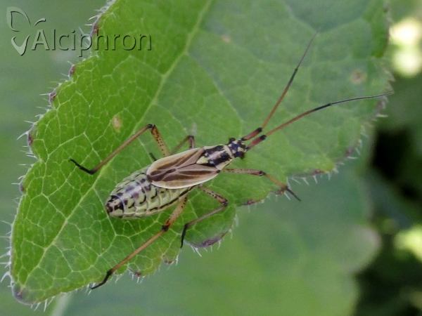 Leptopterna dolabrata