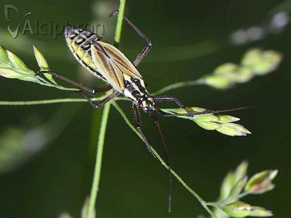 Leptopterna dolabrata