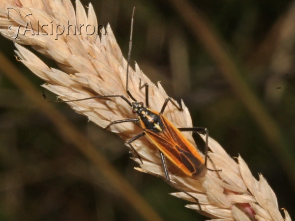 Leptopterna dolabrata