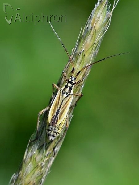 Leptopterna dolabrata