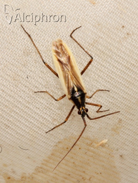 Leptopterna ferrugata