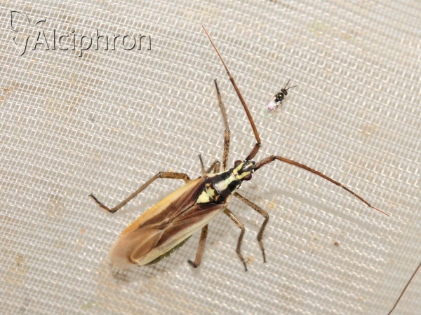 Leptopterna ferrugata