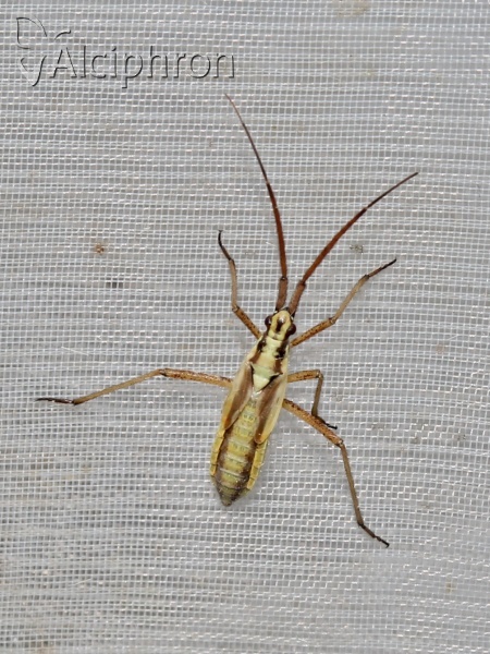 Leptopterna ferrugata