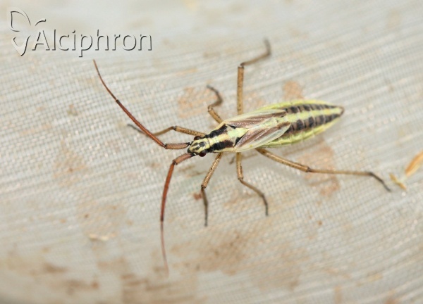 Leptopterna ferrugata