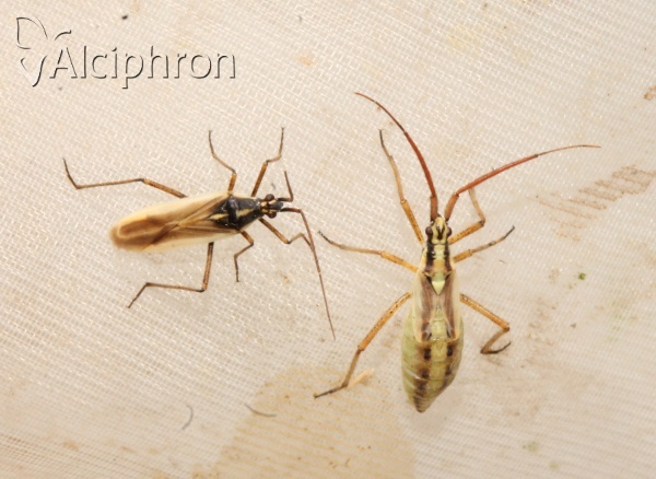 Leptopterna ferrugata