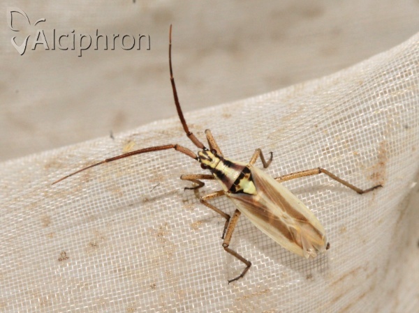 Leptopterna ferrugata
