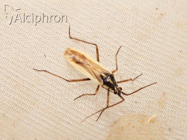 Leptopterna ferrugata
