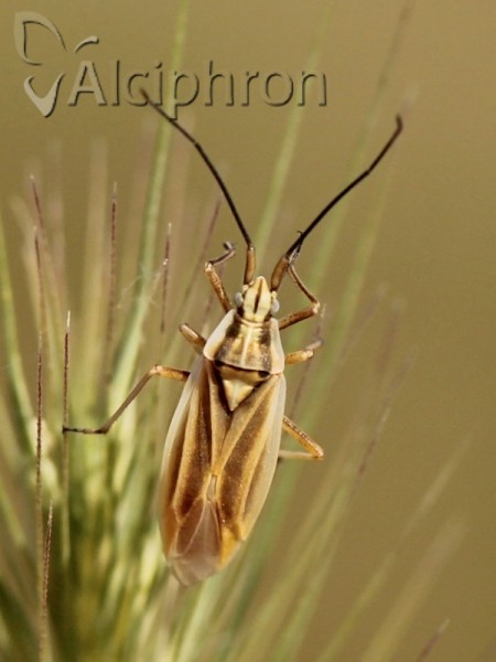Acetropis carinata