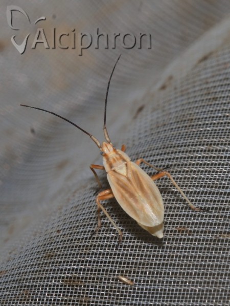 Acetropis carinata