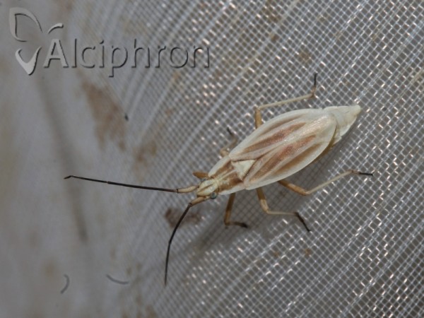 Acetropis carinata