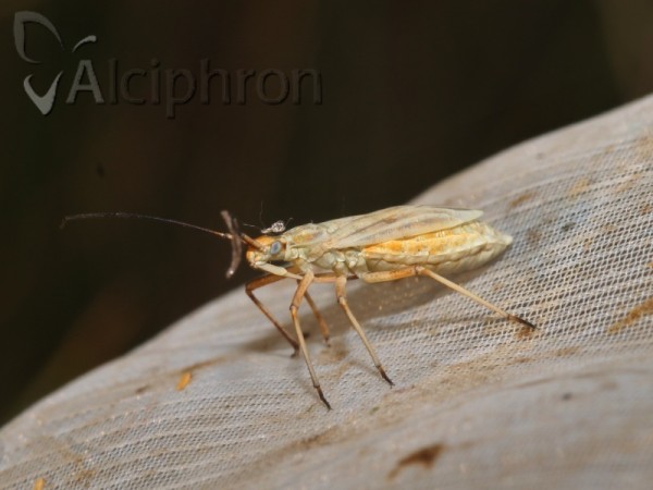 Acetropis carinata