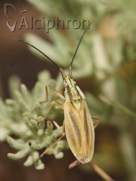 Acetropis carinata