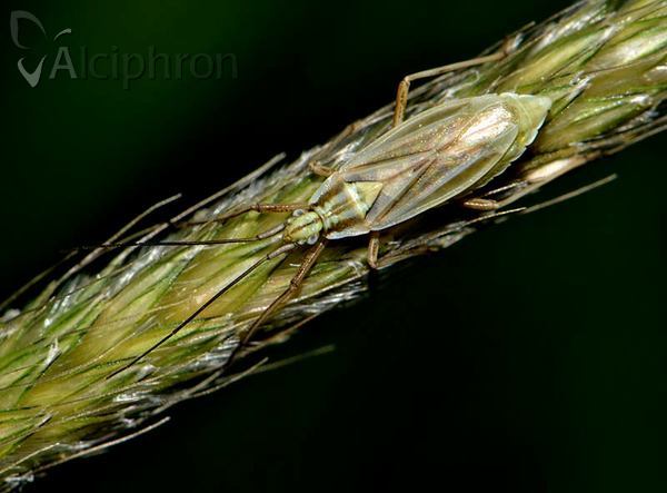 Acetropis longirostris