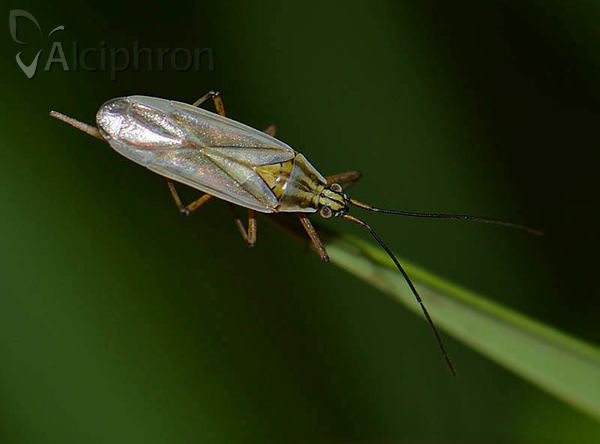 Acetropis longirostris
