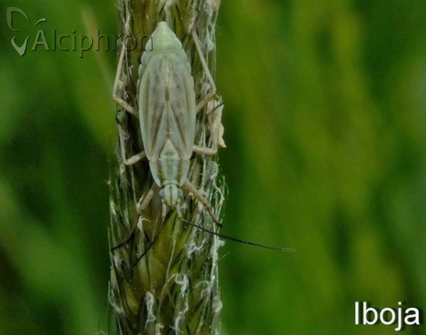 Acetropis longirostris
