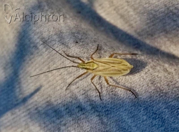 Acetropis longirostris