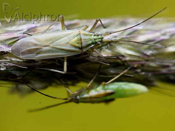 Acetropis longirostris