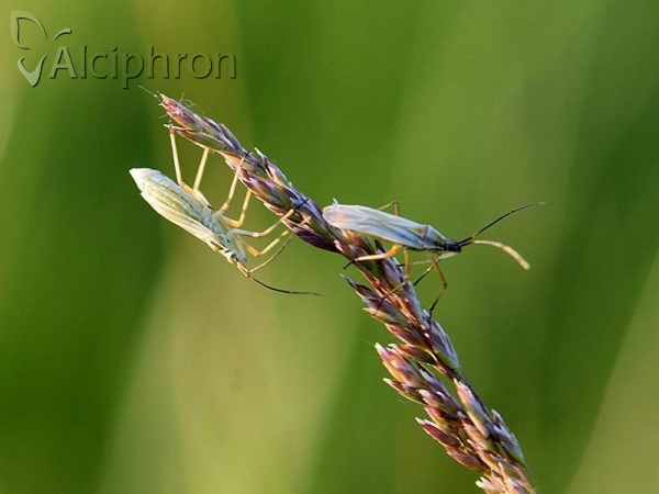 Acetropis longirostris