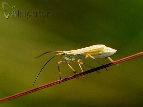 Acetropis longirostris