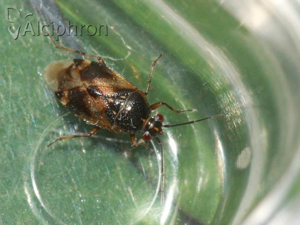 Deraeocoris serenus