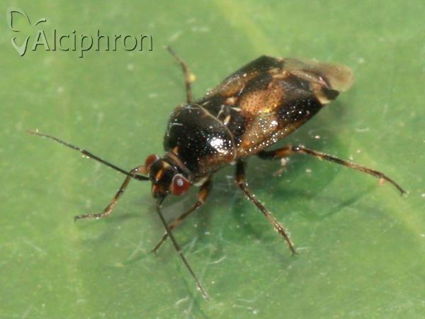 Deraeocoris serenus
