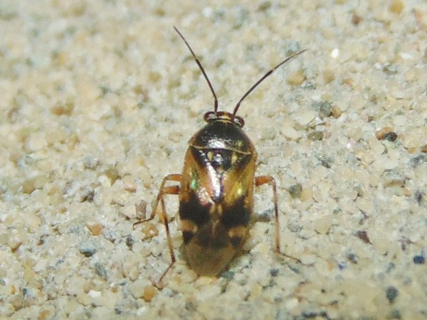 Deraeocoris serenus