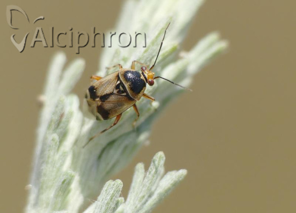 Deraeocoris serenus