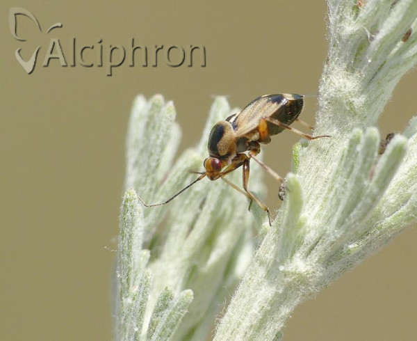 Deraeocoris serenus