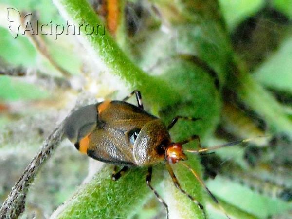 Deraeocoris flavilinea