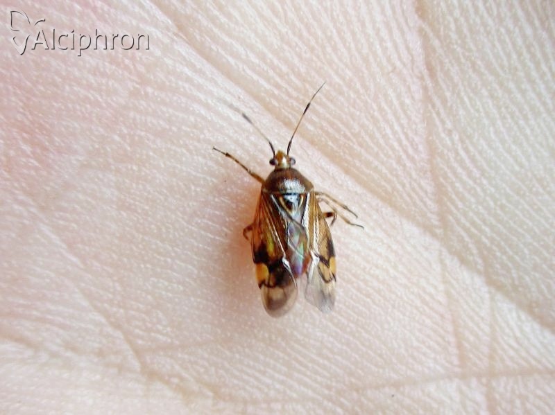 Deraeocoris flavilinea