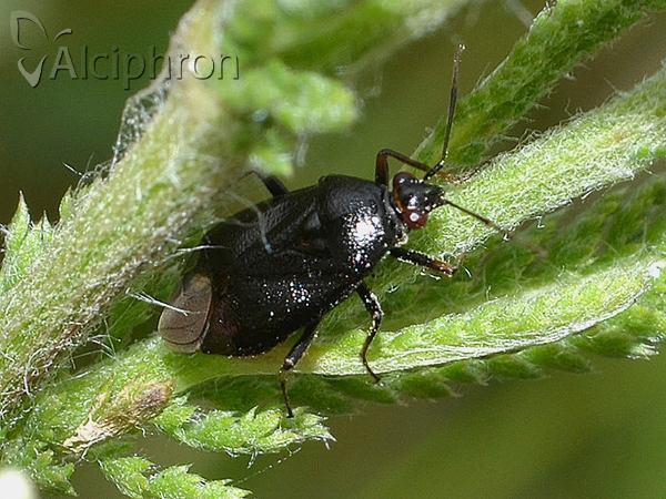 Deraeocoris morio