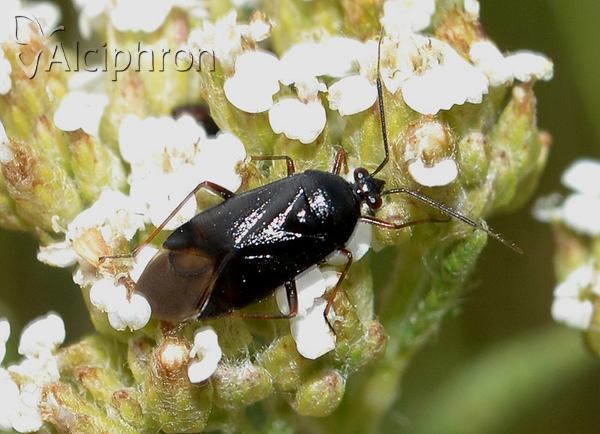 Deraeocoris morio