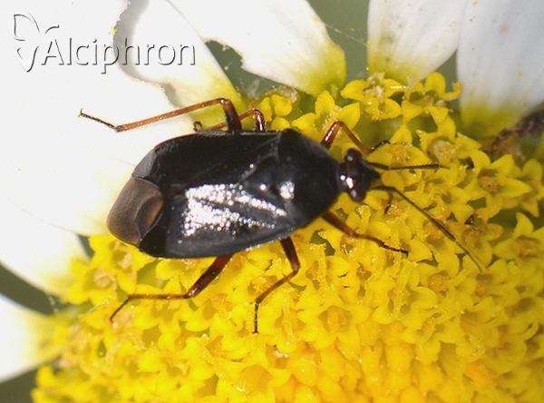 Deraeocoris morio