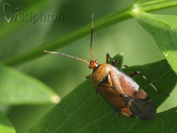 Deraeocoris olivaceus