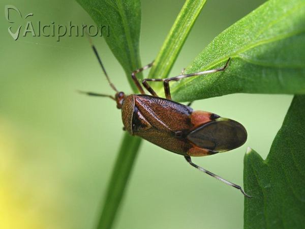 Deraeocoris olivaceus