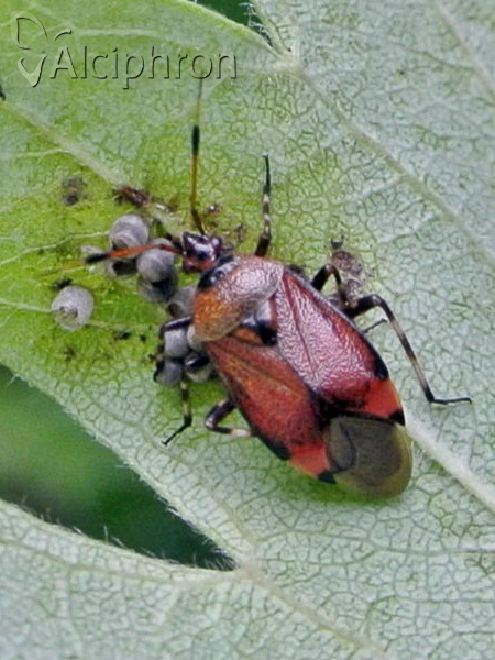 Deraeocoris olivaceus