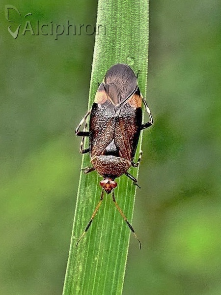 Deraeocoris olivaceus
