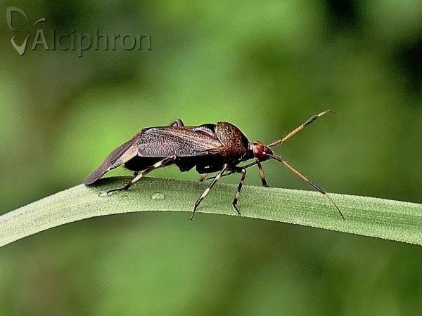 Deraeocoris olivaceus