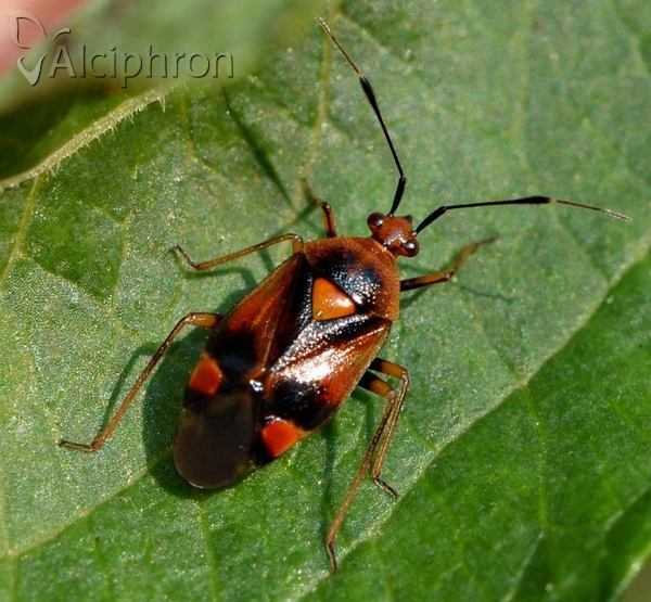 Deraeocoris ruber