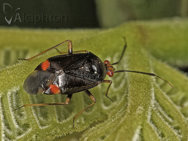 Deraeocoris ruber