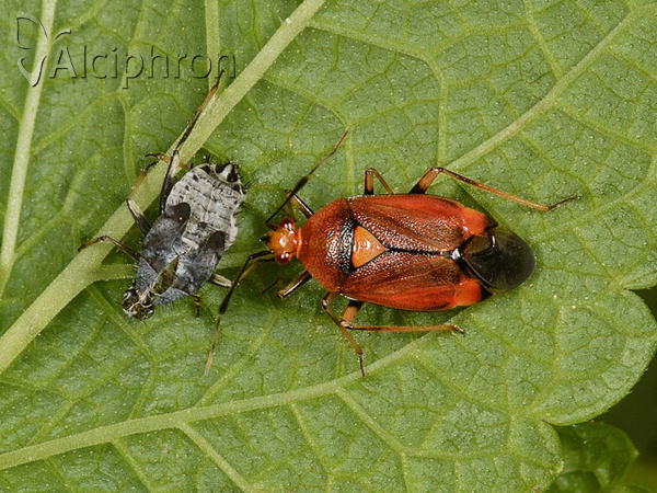 Deraeocoris ruber
