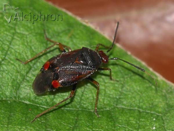 Deraeocoris ruber