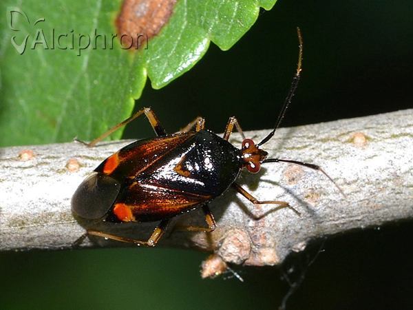 Deraeocoris ruber