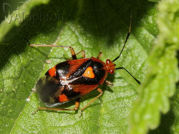 Deraeocoris ruber